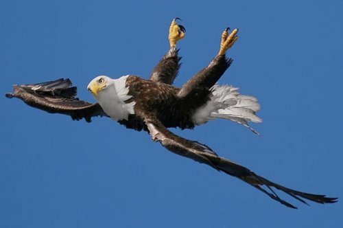 2011'in en komik hayvanları 