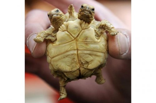 2011'in en komik hayvanları 