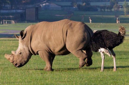 2011'in en komik hayvanları 