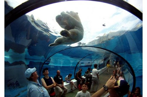 2011'in en komik hayvanları 