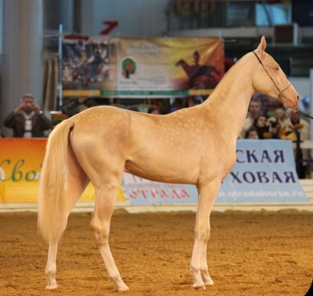 Dünyanın en güzel at cinsi: Ahal Teke