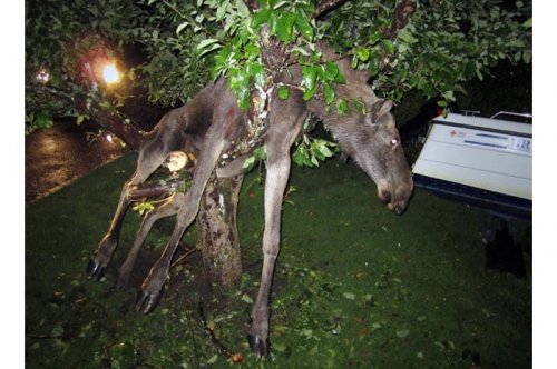 2011'in en komik hayvanları 