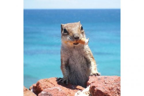 2011'in en komik hayvanları 