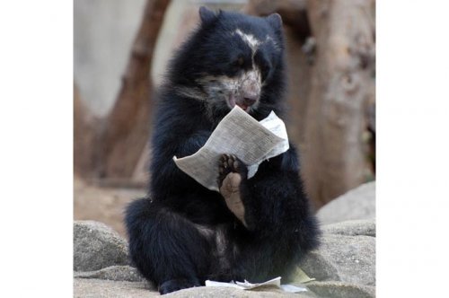 2011'in en komik hayvanları 