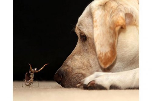 2011'in en komik hayvanları 