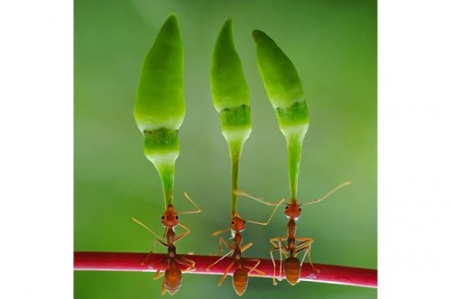 2011'in en komik hayvanları 