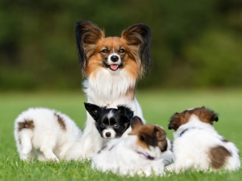 Dünyanın en zeki 10 köpek ırkı - Dünya haberleri
