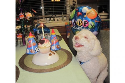 2011'in en komik hayvanları 