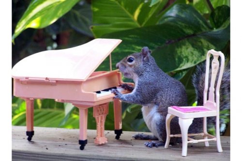 2011'in en komik hayvanları 