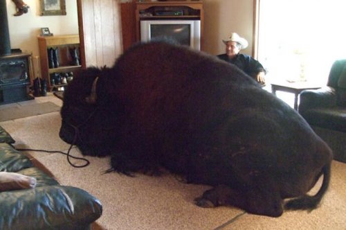 2011'in en komik hayvanları 