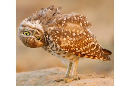 2011'in en komik hayvanları 