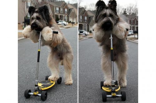 2011'in en komik hayvanları 