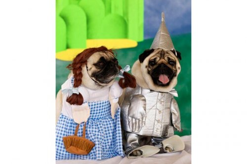 2011'in en komik hayvanları 