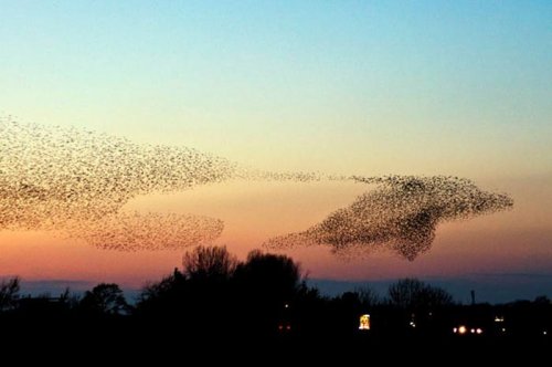 2011'in en komik hayvanları 