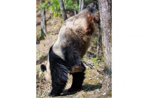 2011'in en komik hayvanları 