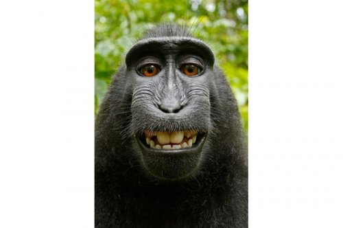 2011'in en komik hayvanları 