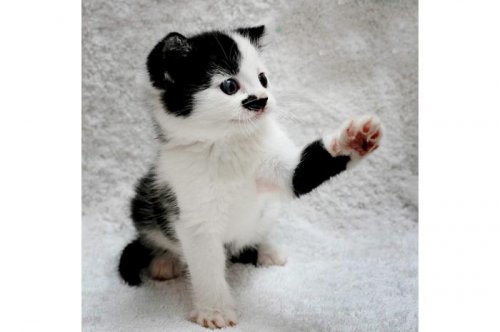 2011'in en komik hayvanları 