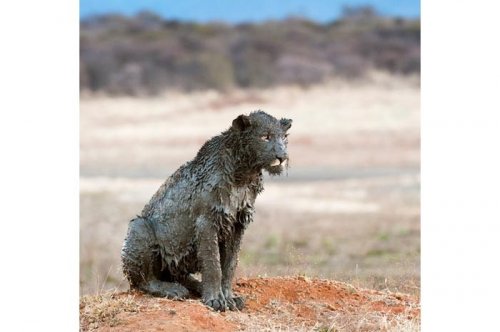 2011'in en komik hayvanları 
