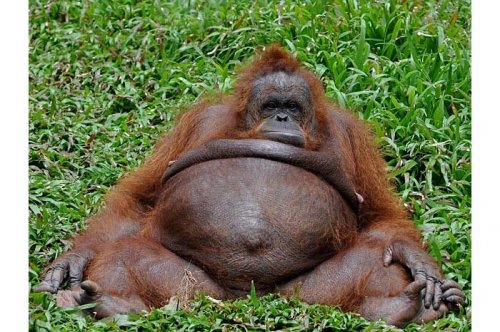 2011'in en komik hayvanları 