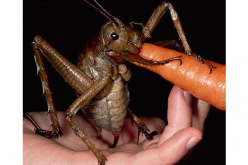 2011'in en komik hayvanları 