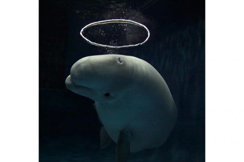 2011'in en komik hayvanları 