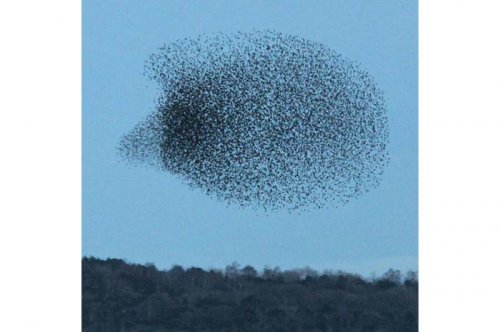 2011'in en komik hayvanları 