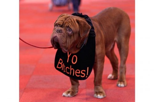 2011'in en komik hayvanları 