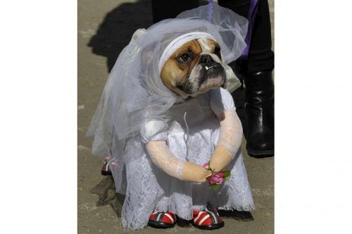 2011'in en komik hayvanları 