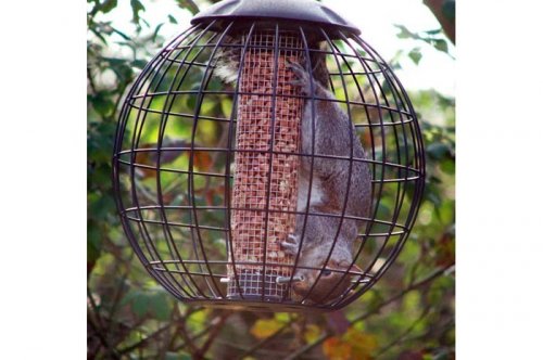 2011'in en komik hayvanları 