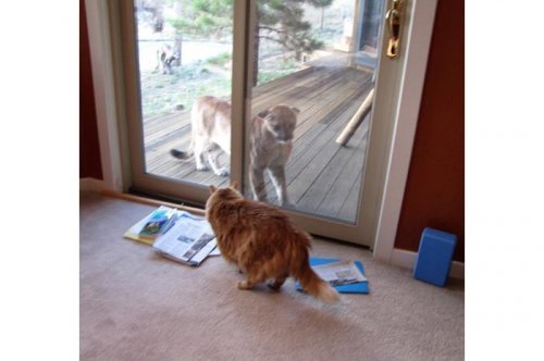 2011'in en komik hayvanları 