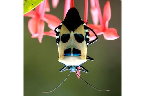 2011'in en komik hayvanları 