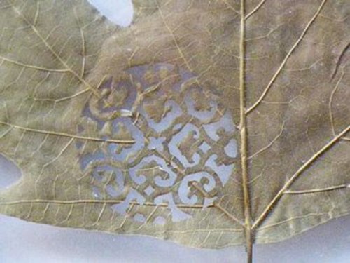 Yaprakları dantel gibi işlediler