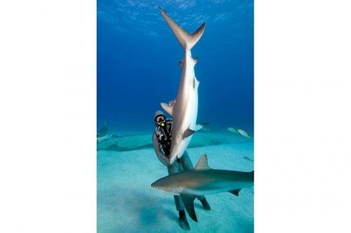 2011'in en komik hayvanları 