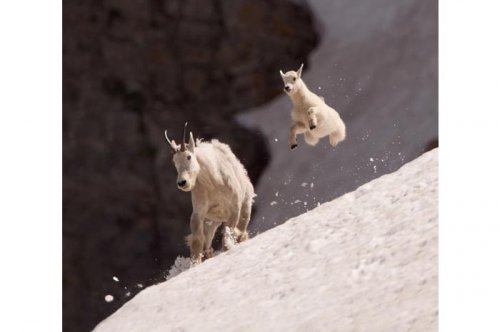 2011'in en komik hayvanları 