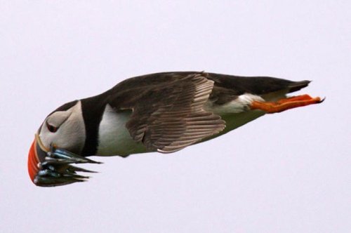 2011'in en komik hayvanları 