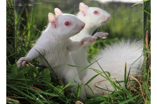 2011'in en komik hayvanları 