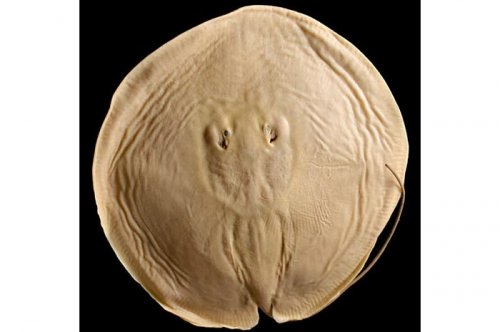 2011'in en komik hayvanları 