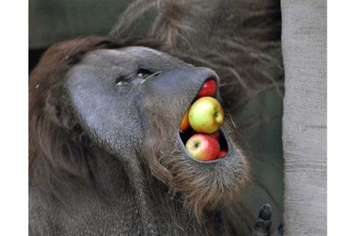 2011'in en komik hayvanları 