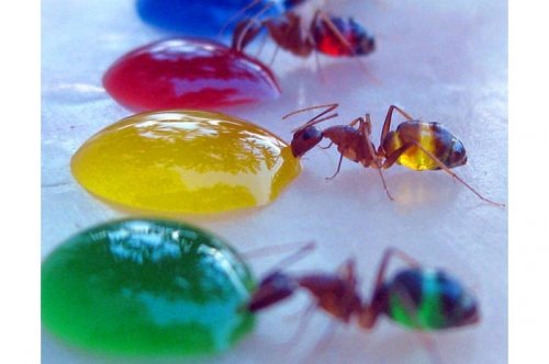 2011'in en komik hayvanları 