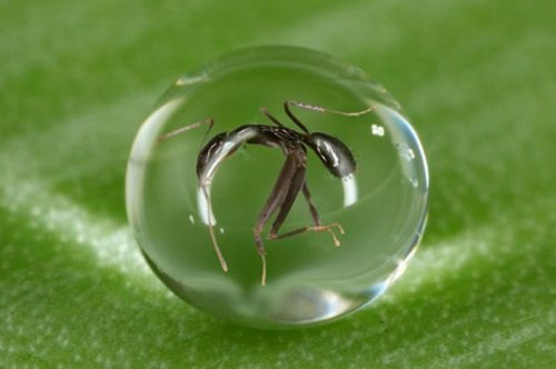 2011'in en komik hayvanları 