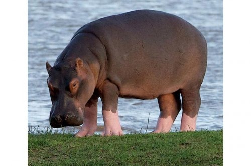 2011'in en komik hayvanları 