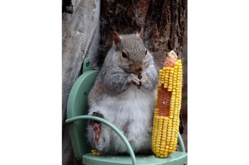 2011'in en komik hayvanları 