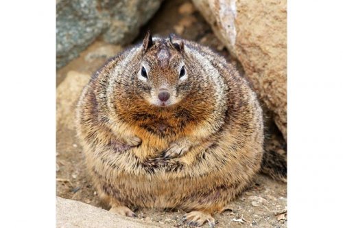 2011'in en komik hayvanları 