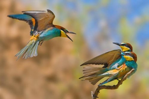 2011'in en komik hayvanları 