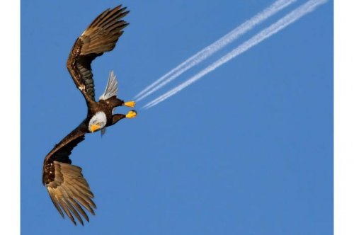 2011'in en komik hayvanları 