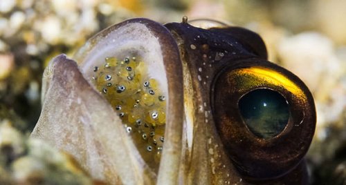 Yavruları ağzında büyüyor