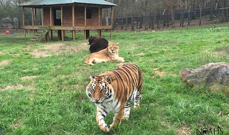 Yabani arkadaşlar 15 yıldır hiç ayrılmıyor