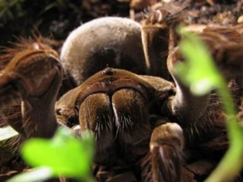 Kuşlarla beslenen tarantula