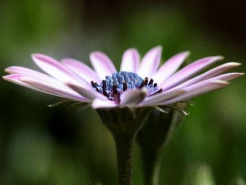 En güzel çiçekler