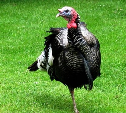 İngilizce'de hindiye niçin Turkey deniliyor